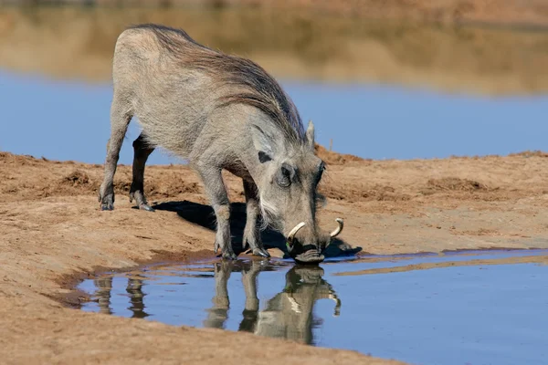 Warzenschweine trinken — Stockfoto