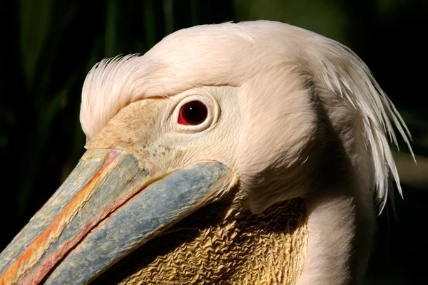 Retrato pelicano branco — Fotografia de Stock