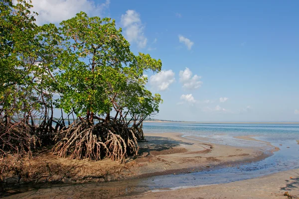 Mangrov ağaç — Stok fotoğraf