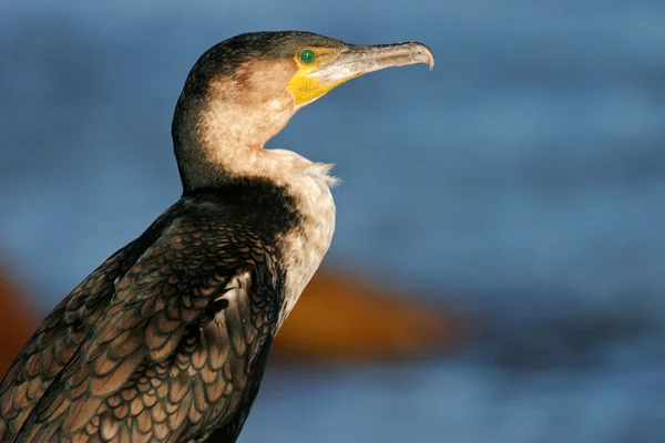 White-breasted cormorant — Stock Photo, Image