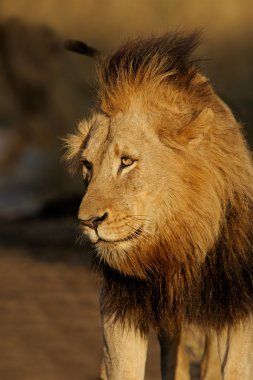 Big male African lion clipart