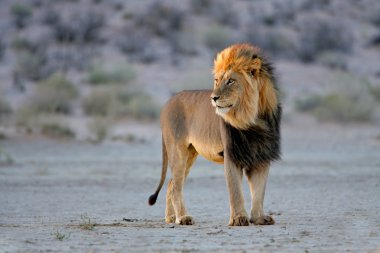 Big male African lion clipart