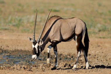 gemsbok antilop