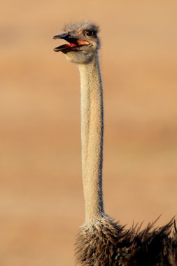 Ostrich portrait clipart