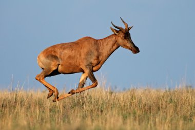 Running Tsessebe antelope clipart