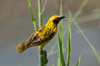 Spotted-backed Weaver clipart