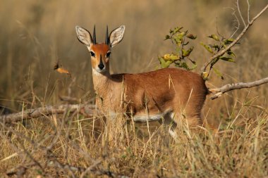 Steenbok antelope clipart