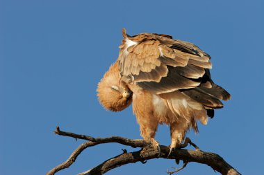 Tawny eagle clipart