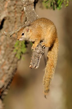Tree squirrel clipart