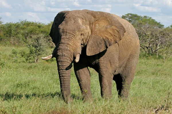 Éléphant taureau d'Afrique — Photo