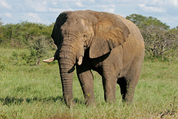A large African bull elephant (Loxodonta africana), Hwange National Park, Zimbabwe, southern Africa