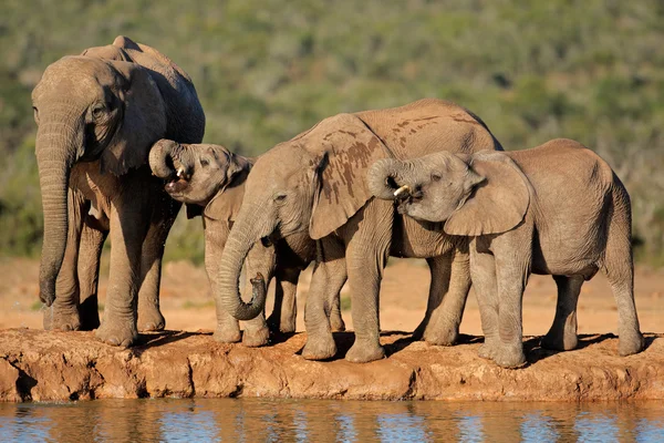 Elefantes africanos en el abrevadero —  Fotos de Stock