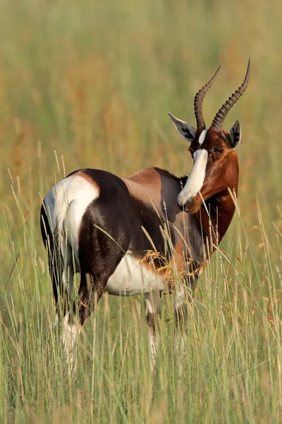 Bontebok antelope — Stock Photo, Image