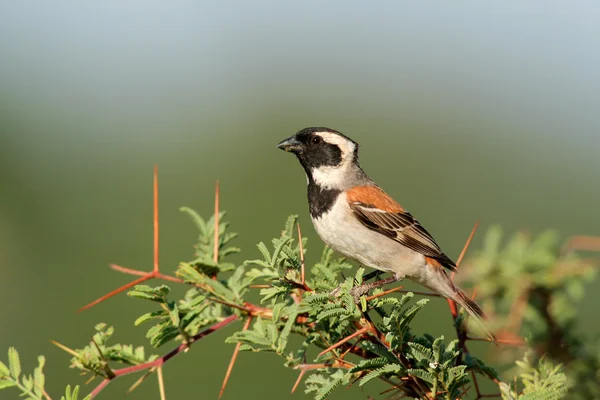 Kaap sparrow — Stockfoto