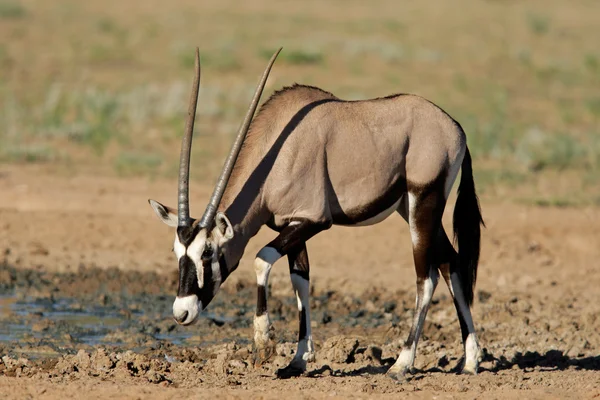 Gemsbok antilop — Stok fotoğraf