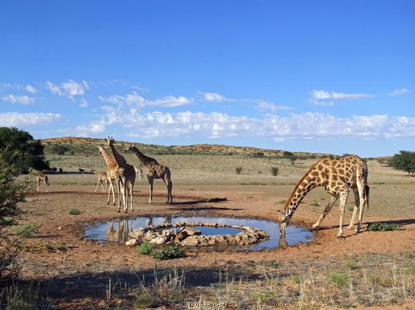 长颈鹿喝 — 图库照片