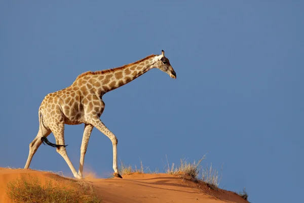 Giraffe on sand dune — Stockfoto