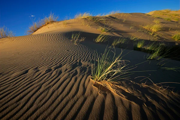 草和沙丘 — 图库照片