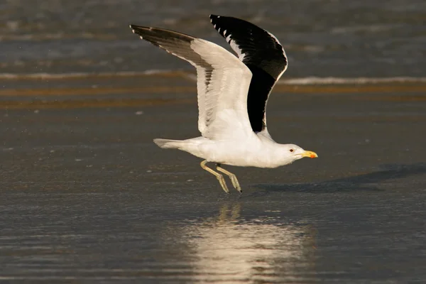 Kelp gull under flygning — Stockfoto