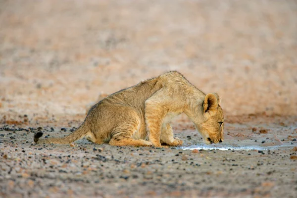 León cachorro agua potable —  Fotos de Stock