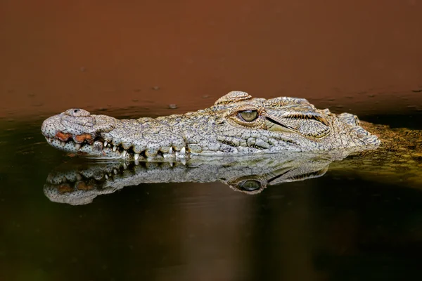 尼罗河鳄鱼 — 图库照片