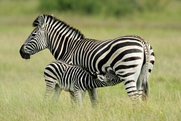 Plains (Burchell’s) Zebra (Equus quagga) mare with foal, Etosha National Park, Namibia, southern Africa