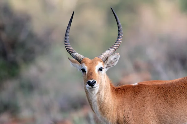 Red lechwe antelope — Stock Photo, Image