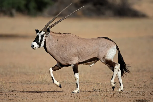 Running gemsbok antelope — Stock Photo #1871614 - Stock Image - Everypixel