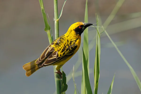 Spotted-backed Weaver — Stock Photo, Image