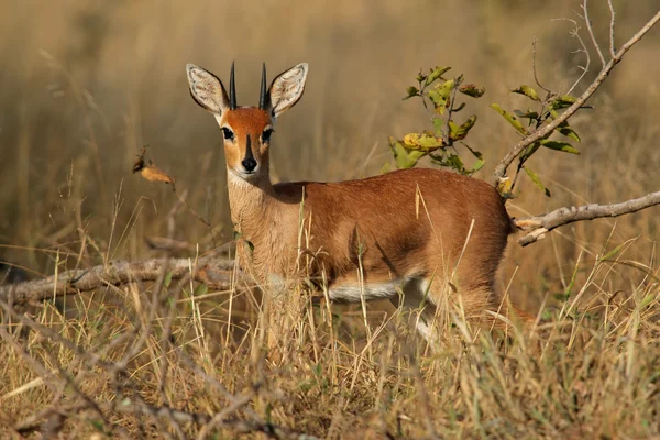 Antilopa steenbok — Stock fotografie