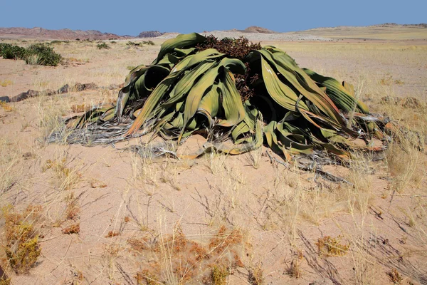 Welwitschia, namib wüste — Stockfoto