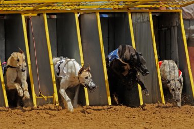 Greyhound racing clipart