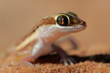 Kalahari ground gecko clipart