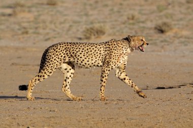 Stalking Cheetah