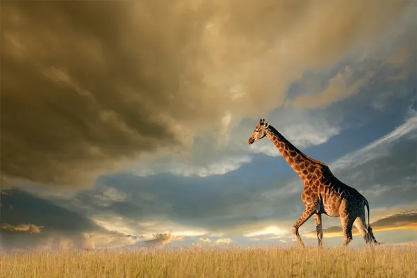 Giraffe on African plains — Stock Photo, Image