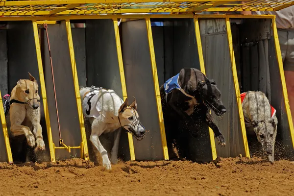 Greyhound racing — Stockfoto