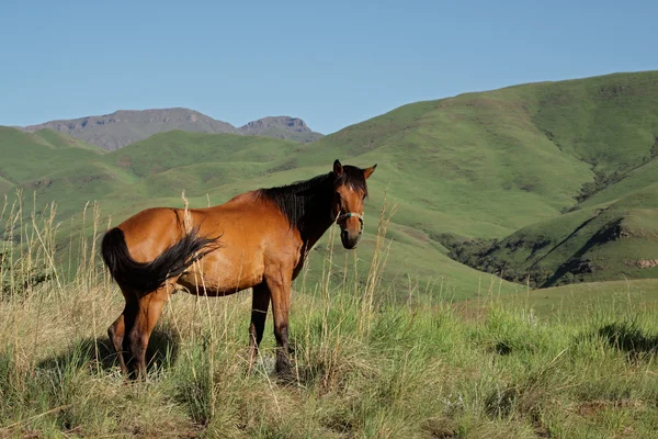 Cavalo de montanha — Fotografia de Stock