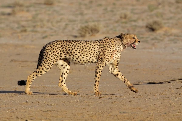 Acechando guepardo — Foto de Stock