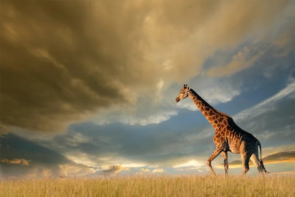 Жираф на африканських рівнинах Стокове Фото
