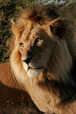 Big male lion clipart