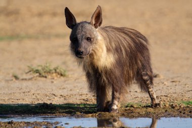 Brown hyena clipart