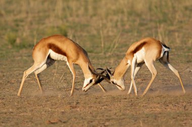 Fighting Springbok clipart