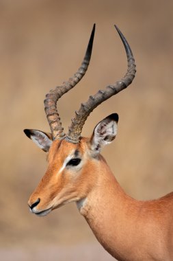 Impala antelope clipart