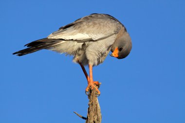 Pale Chanting goshawk clipart