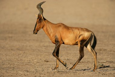 Red hartebeest clipart