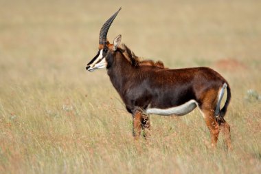 Sable antelope clipart