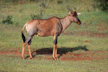 Tsessebe antelope clipart
