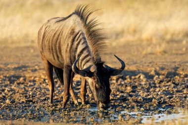 içme wildebeest