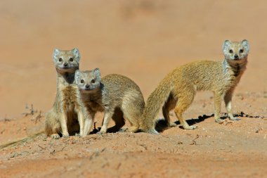 Yellow mongooses clipart