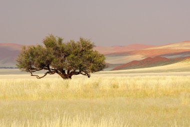 Afrika akasya ağacı